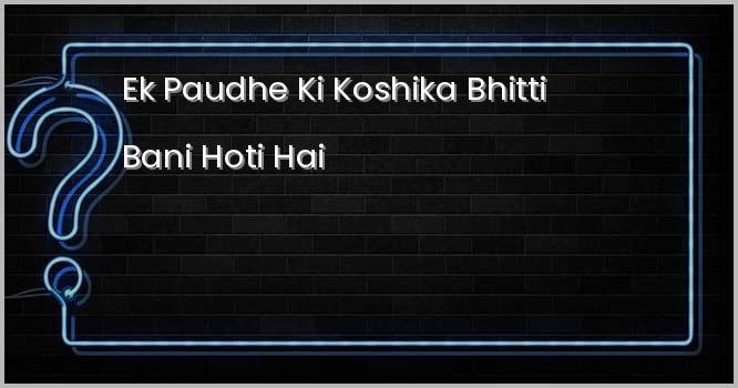 एक पौधे की कोशिका भित्ति बनी होती है: